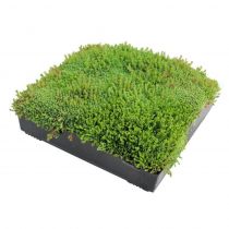 Wallbarn - M-Tray Sedum Green Roof Kit with Geotextile Fleece