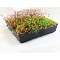 Wallbarn - M-Tray Wildflower Green Roof Kit with Geotextile Fleece
