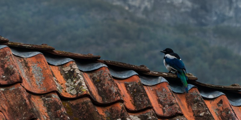 How to Stop Birds Nesting Under Roof Tiles