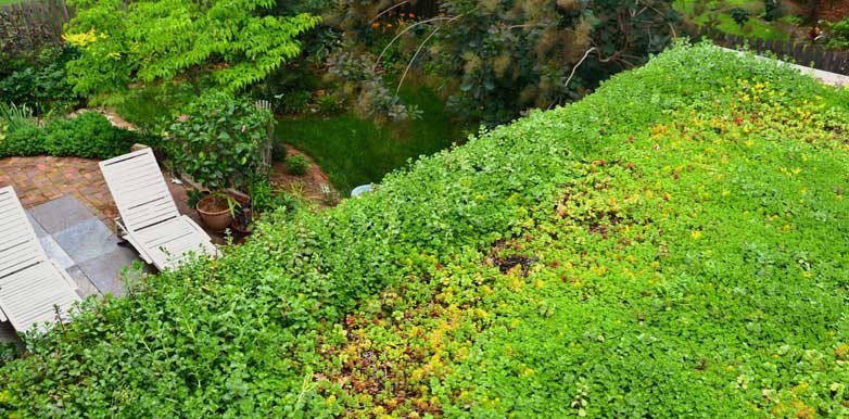 How to Maintain a Green Roof